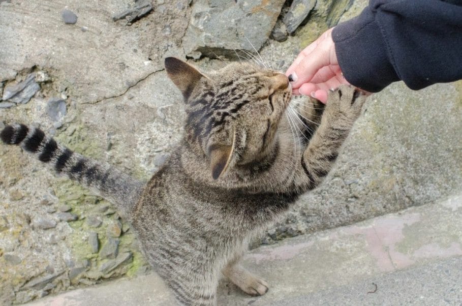 Photo of a tabby cat being fed on Tashirojima, aka cat island in Japan.