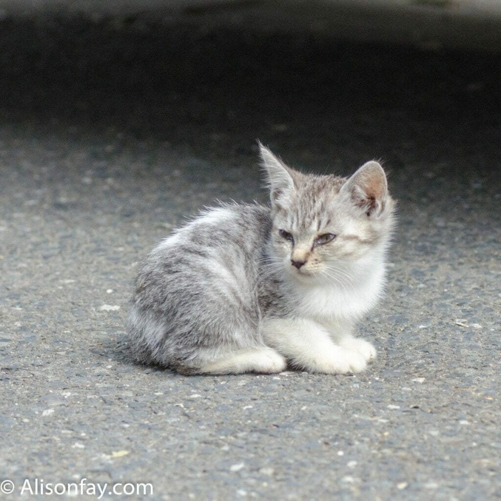 Kitten on Cat Island, Japan aka Tashirojima