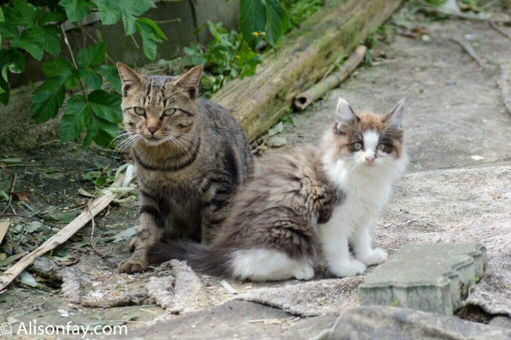 Photo of two cats, on Tashirojima, aka cat island in Japan.