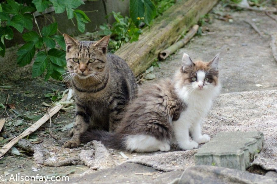 Photo of two cats, on Tashirojima, aka cat island in Japan.