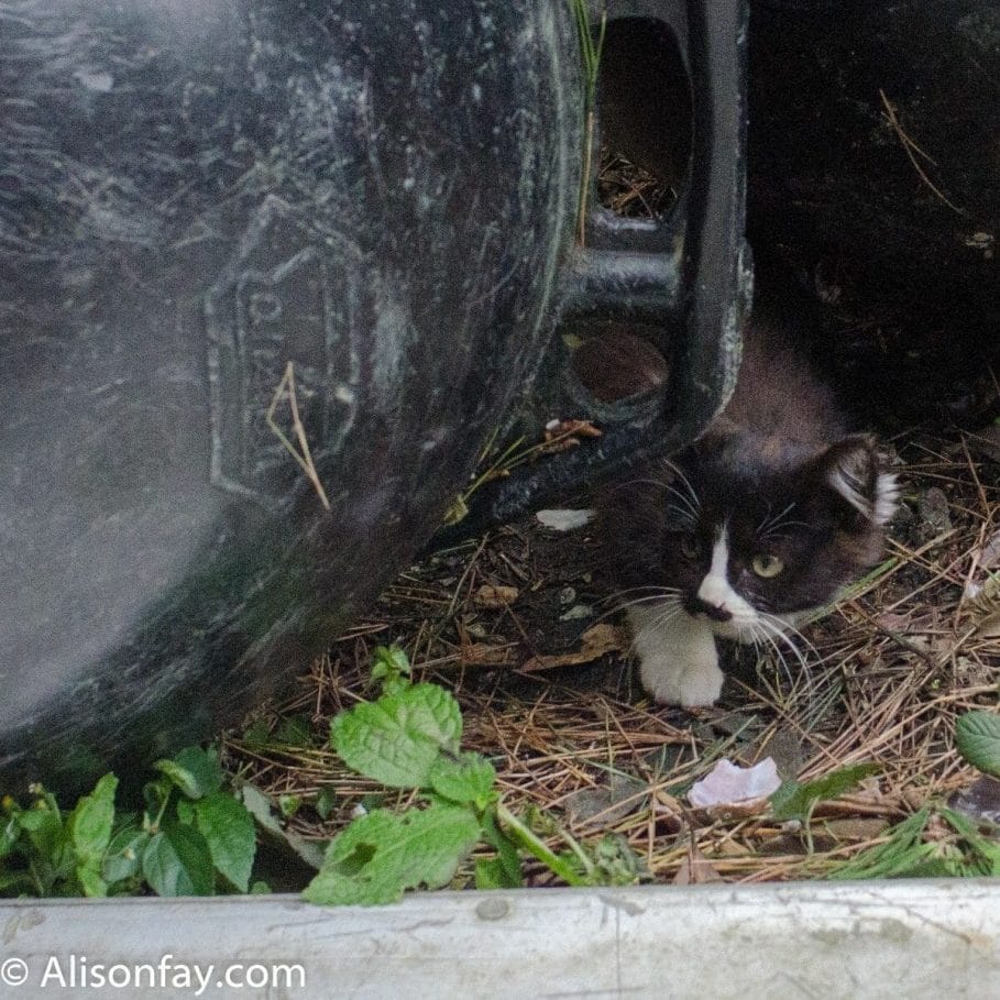 Cat on Tashirojima, Cat Island in Japan