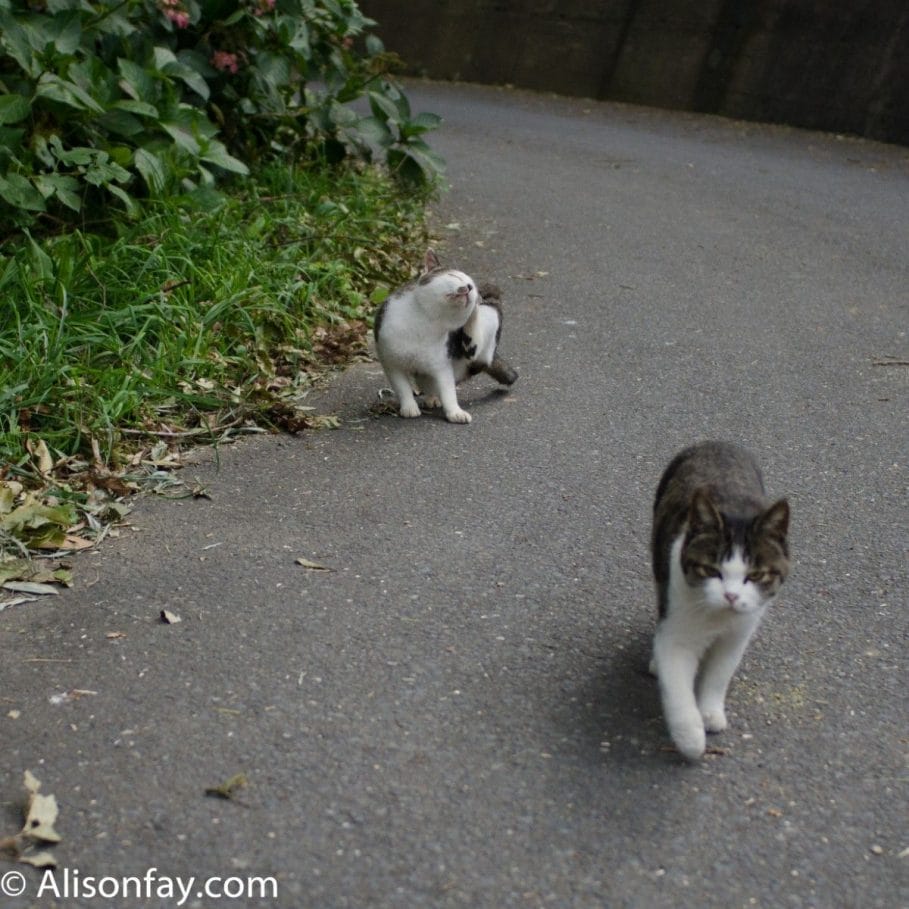 Cats on way to Manga Island, on Japan's Cat Island