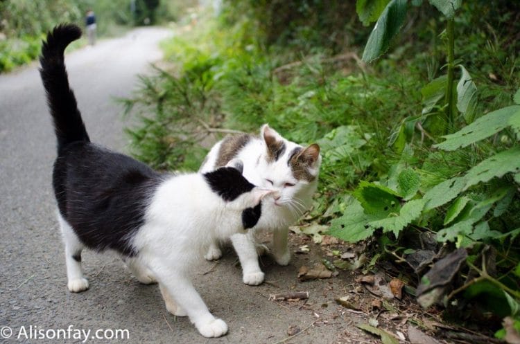 Photograph of two cats on Cat Island in Japan