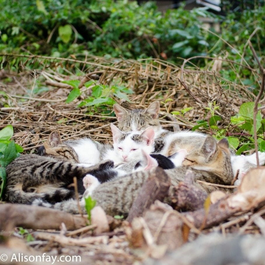 Photo of a group of cats sleeping together on Tashirojima, aka cat island in Japan.