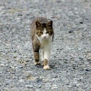 Yet another cat on cat island, Japan