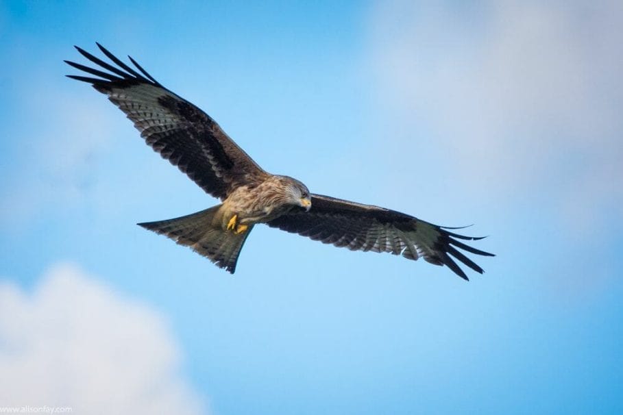 Red Kite at Grigin Farm