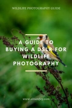 A Guide to Buying a DSLR for Wildlife Photography