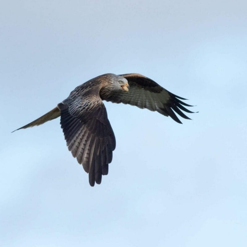 Red Kite at Grigin Farm