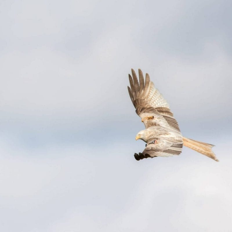 White Red Kite spotted at Grigin Farm