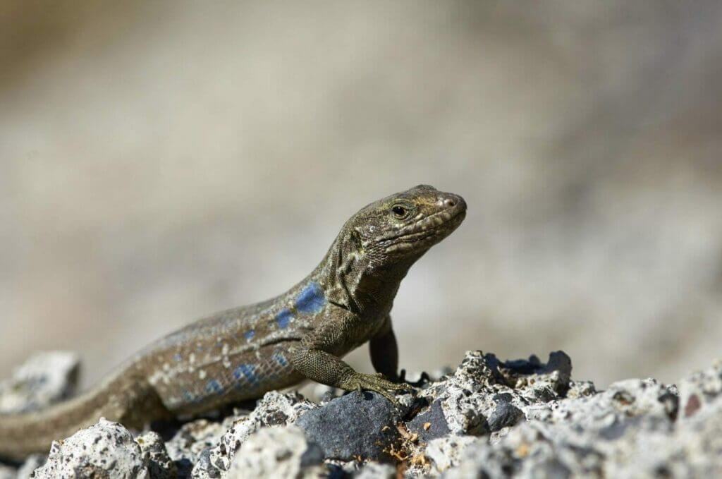  Southern Tenerife Lizard in Teide national park