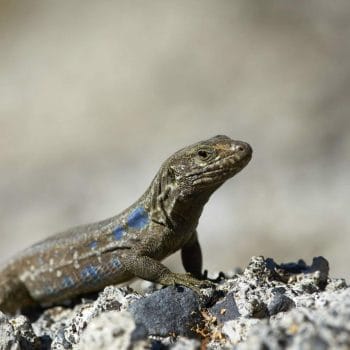Southern Tenerife Lizard in Mount Teide National Park