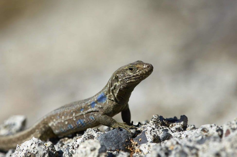 Southern Tenerife Lizard in Teide national park