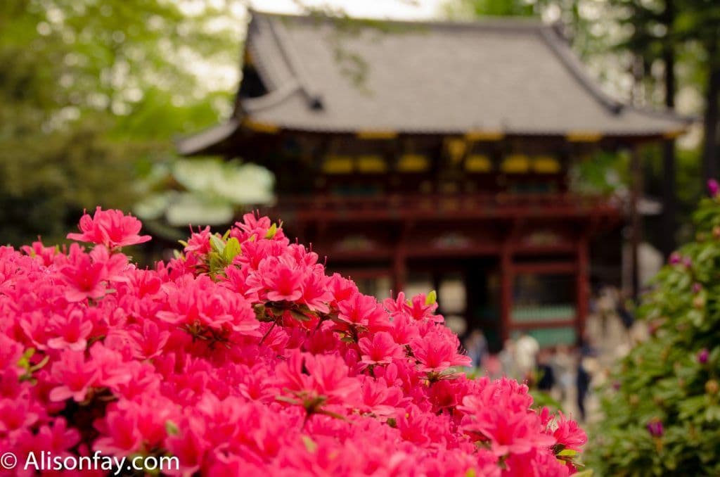 Flowers in front of temple at Bunyko Azalea Festival in Tokyo, Japan