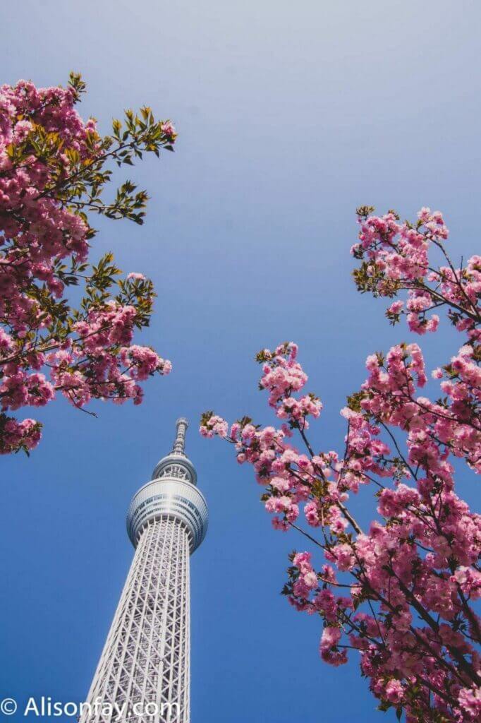 Sakura at Tokyo Sky Tree, one of the best things to do in Asakusa