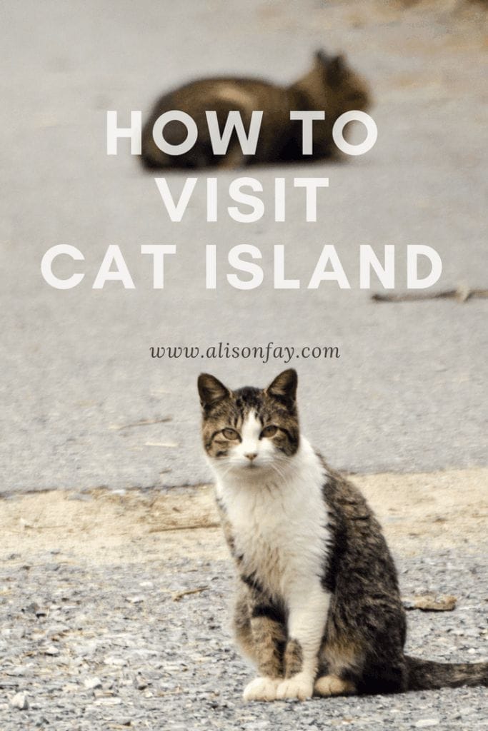 How to visit Cat Island, Japan Travel Guide
