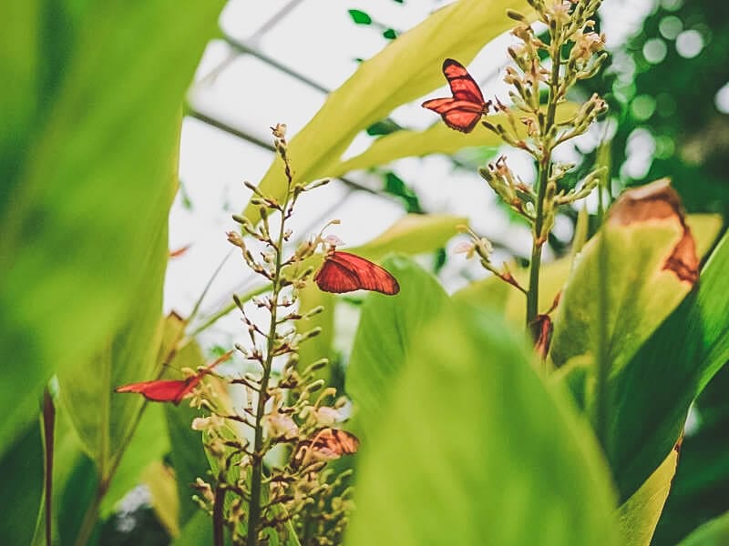 Butterflys at botanical gardens in Amsterdam