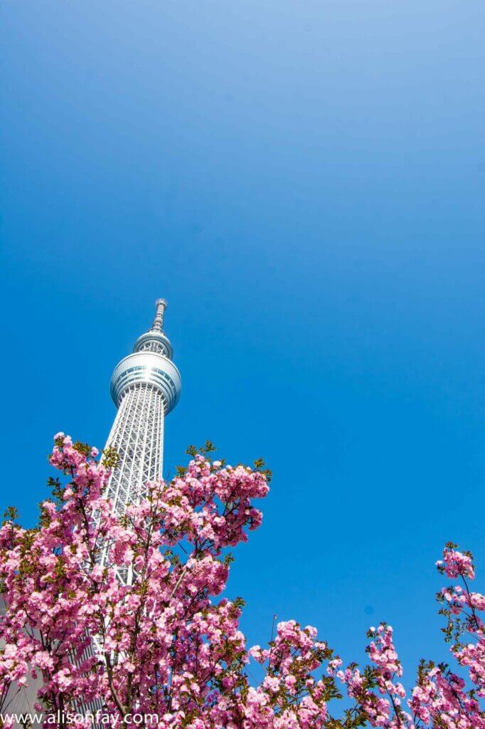 Sakura blossoms beneath the Tokyo Sky Tree