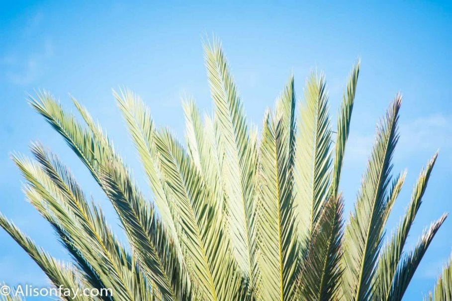 Photograph of a palm tree against a blue sky, travel photography