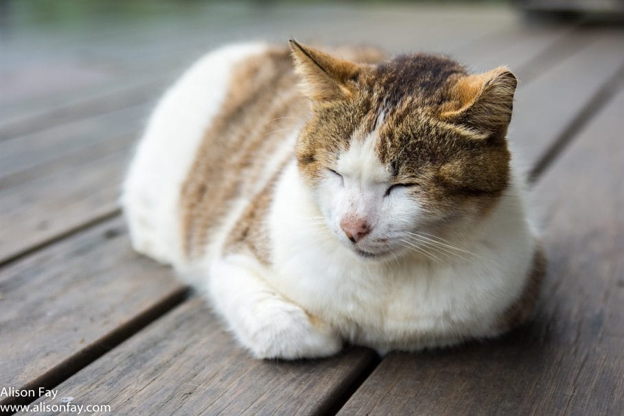 Cat at Houtong Cat Mining Village in Taiwan