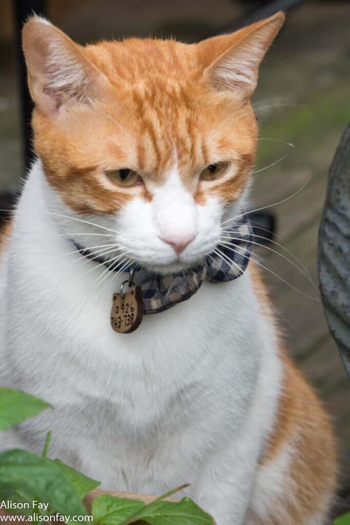 Cat wearing a bow tie in Houtong Cat Village