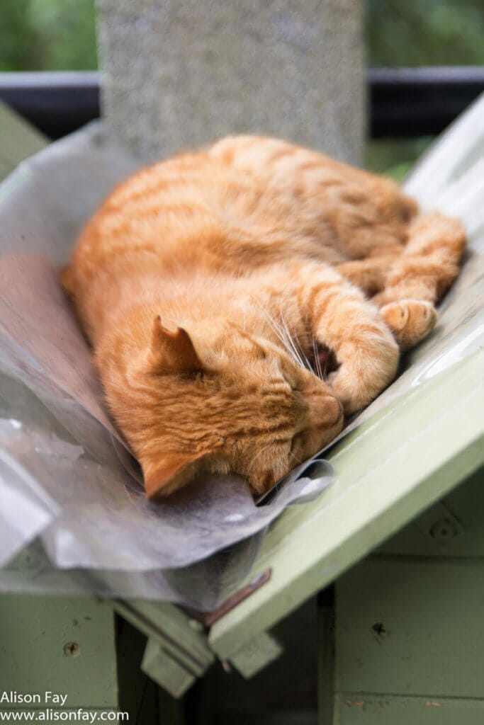 Sleepy ginger cat at Houtong Cat Mining Village in Taiwan