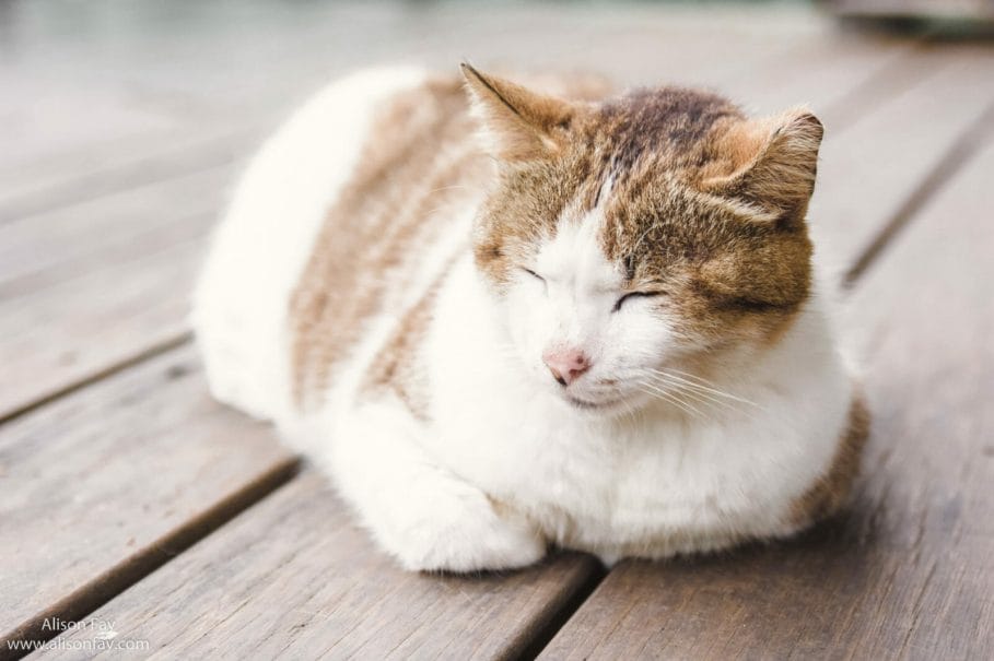 Cat at Taiwan's Cat Village