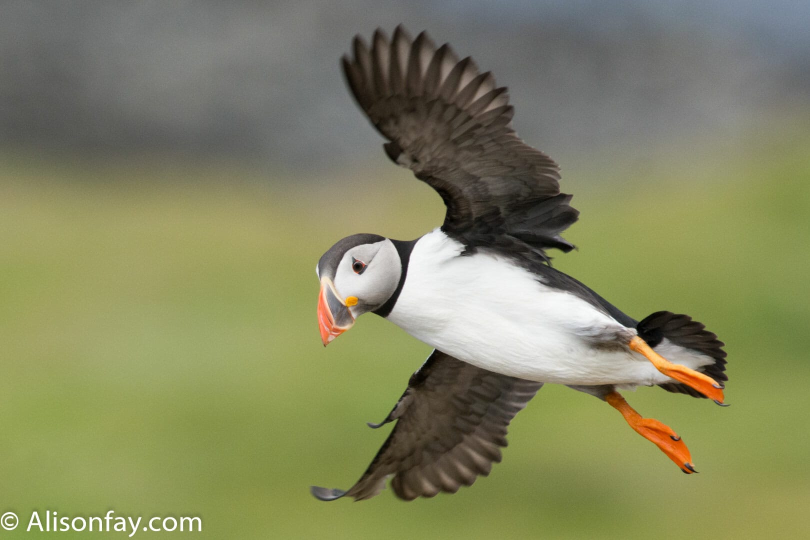 Visiting and Photographing Puffins on Lunga, Scotland - Alison Fay