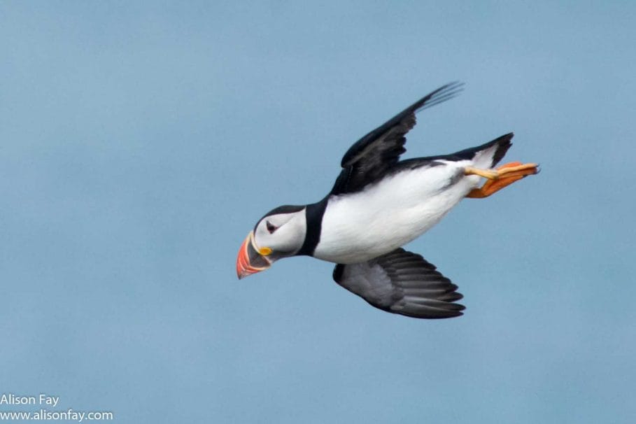 an atlantic puffin flying