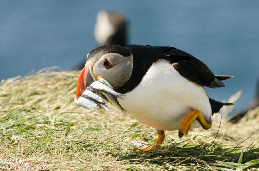 puffin with fish in its mouth on Lunga