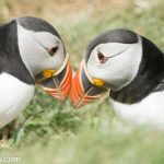 Two puffins touching their beaks together