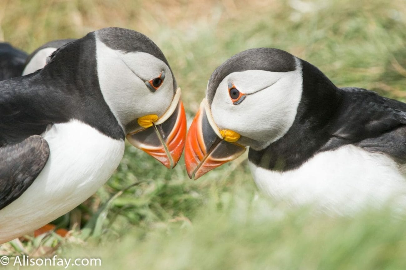 Two puffins touching their beaks together