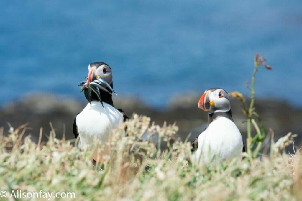 Photo of 2 Puffins on Lunga, Treshnish Isles in Scotland