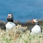 Photo of 2 Puffins on Lunga, Treshnish Isles in Scotland