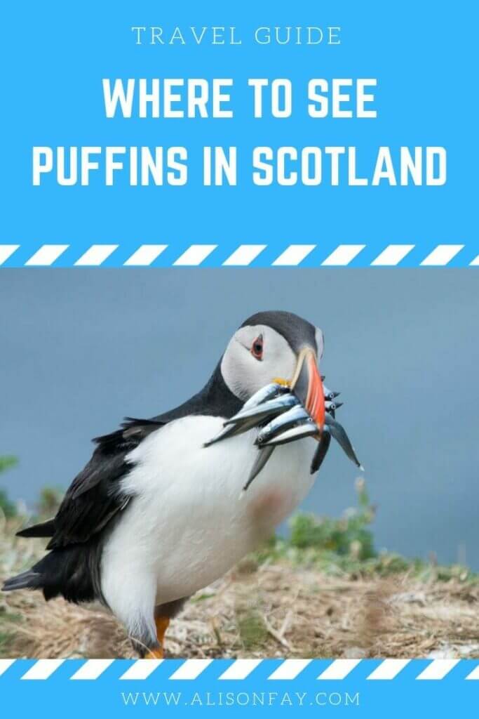 Where to see puffins in Scotland