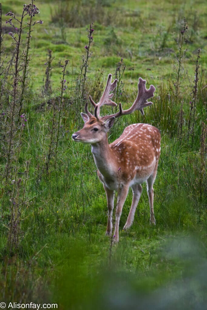 Deer in The New Forest