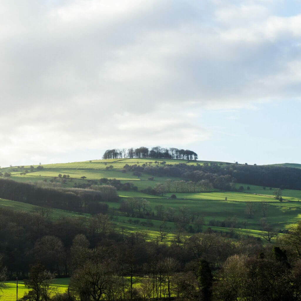 Trees on a hill in the peak district