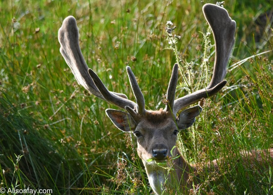 Photo of a deer looking towards the camera