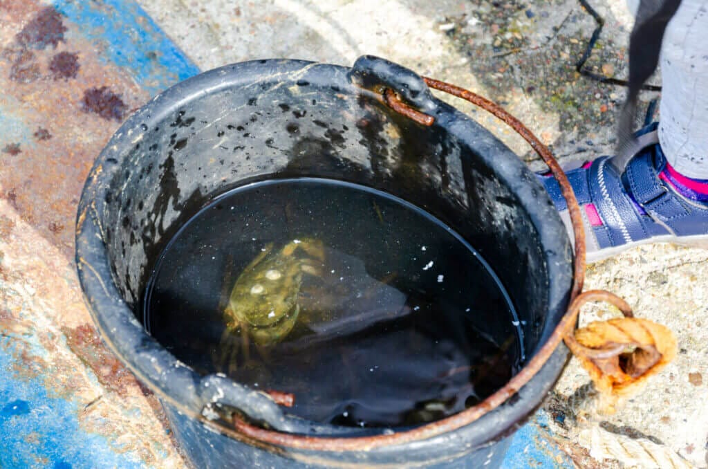 Fresh caught crabs in a bucket