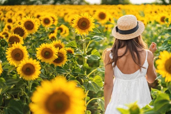 10+ Beautiful Sunflower Fields in Florida That You Must Visit - Alison Fay