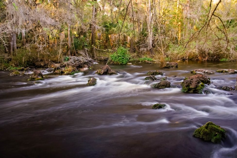 The Hillsborough River in Tampa, taken with a slow shutter speed to create milky water.