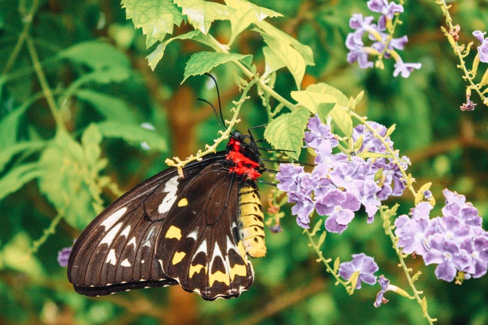 A black and yellow butterfly on a flower at the Key West Butterfly and Nature Conservatory