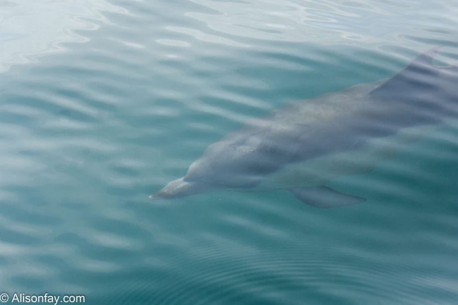 Common olphin under the seawater at brixham
