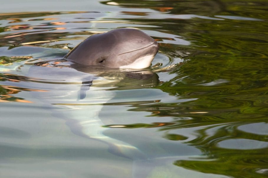 Harbour Porpoise