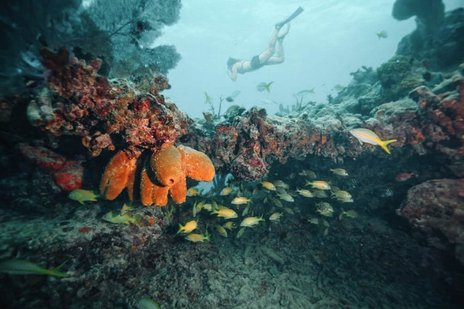 Adventurous girl snorkeling in the ocean coral reef. Located near Key West, Florida, United States.