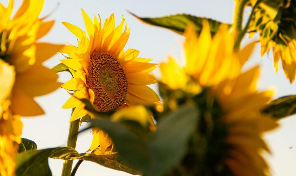 photo of sunflowers