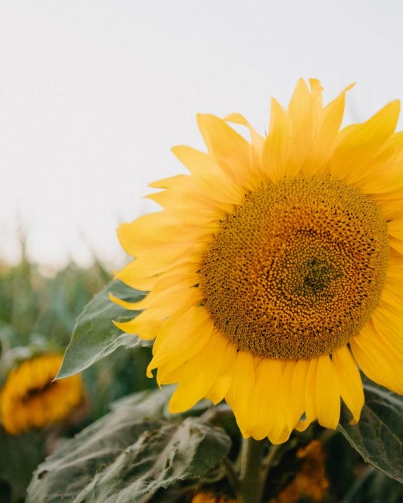 10+ Beautiful Sunflower Fields in Florida That You Must Visit Alison Fay