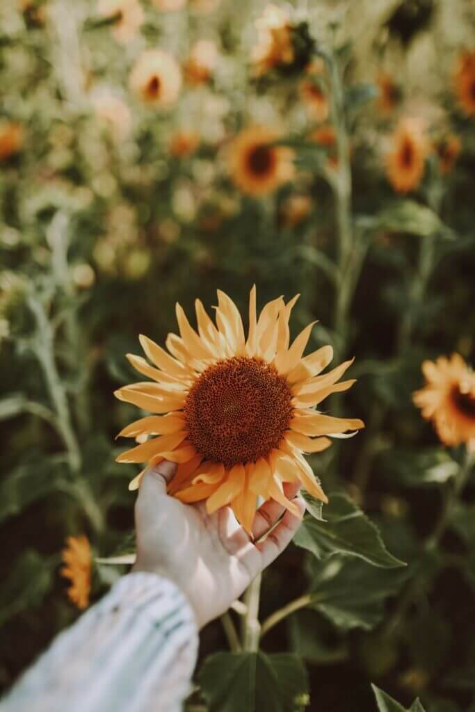 womans hand holding a sunflower in a field