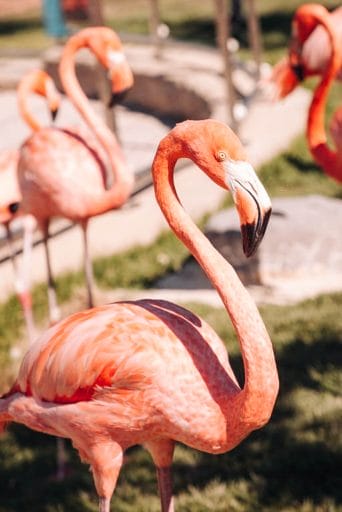 Flamingo's at the Butterfly and Nature Conservatory in Key West