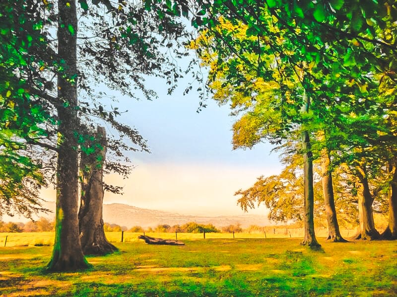 View over the Cotswolds countryside through a forest