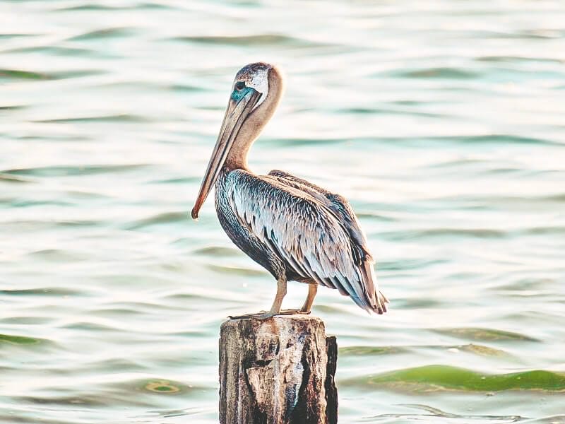 Pass-a-Grille Beach pelican